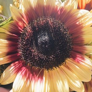 Meet your Posher, Jess